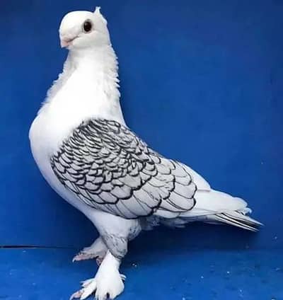 Fancy Pigeons Available