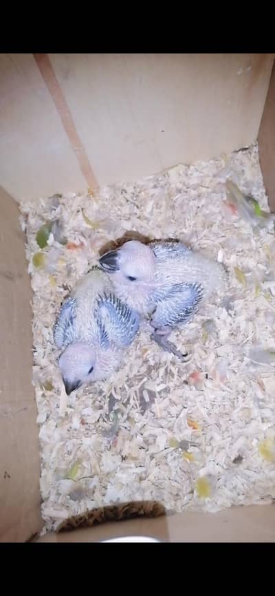 suncanor chicks 27 Day age hy 1 chicks 12500k 2 chicks 25000k ka