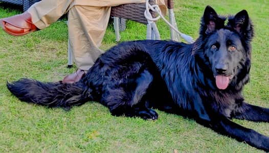 Long Coat Black German Shepherd Male