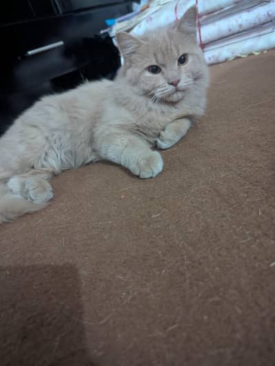 brown Persian cat