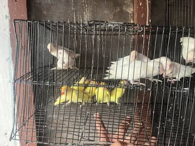 Love birds available