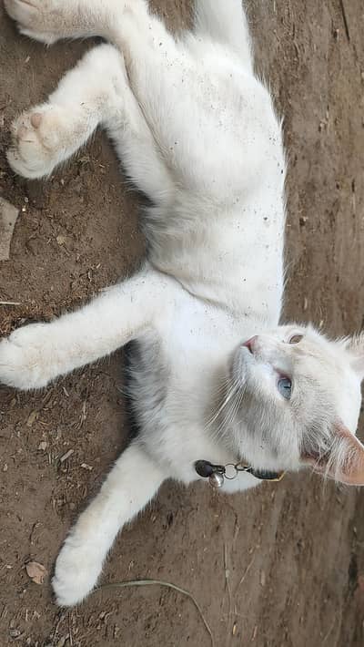 Persion Cat