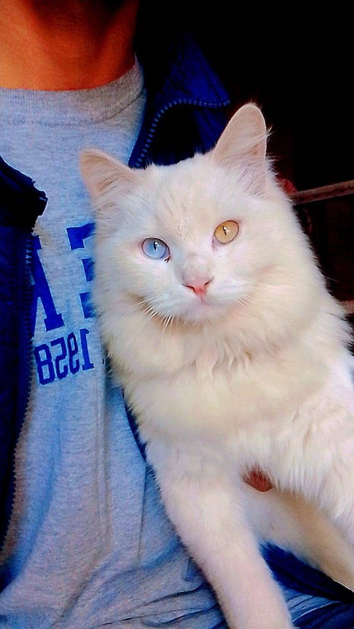 Persion Cat 1