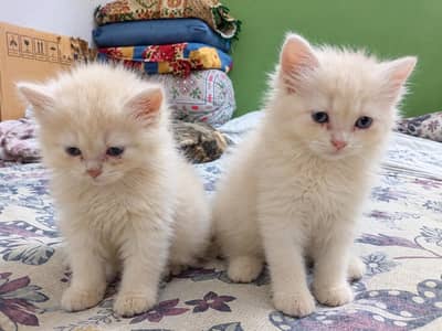 active playful loving caring litter train dew0rming d0ne