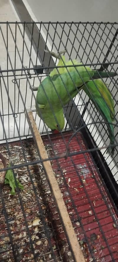 raw parrot