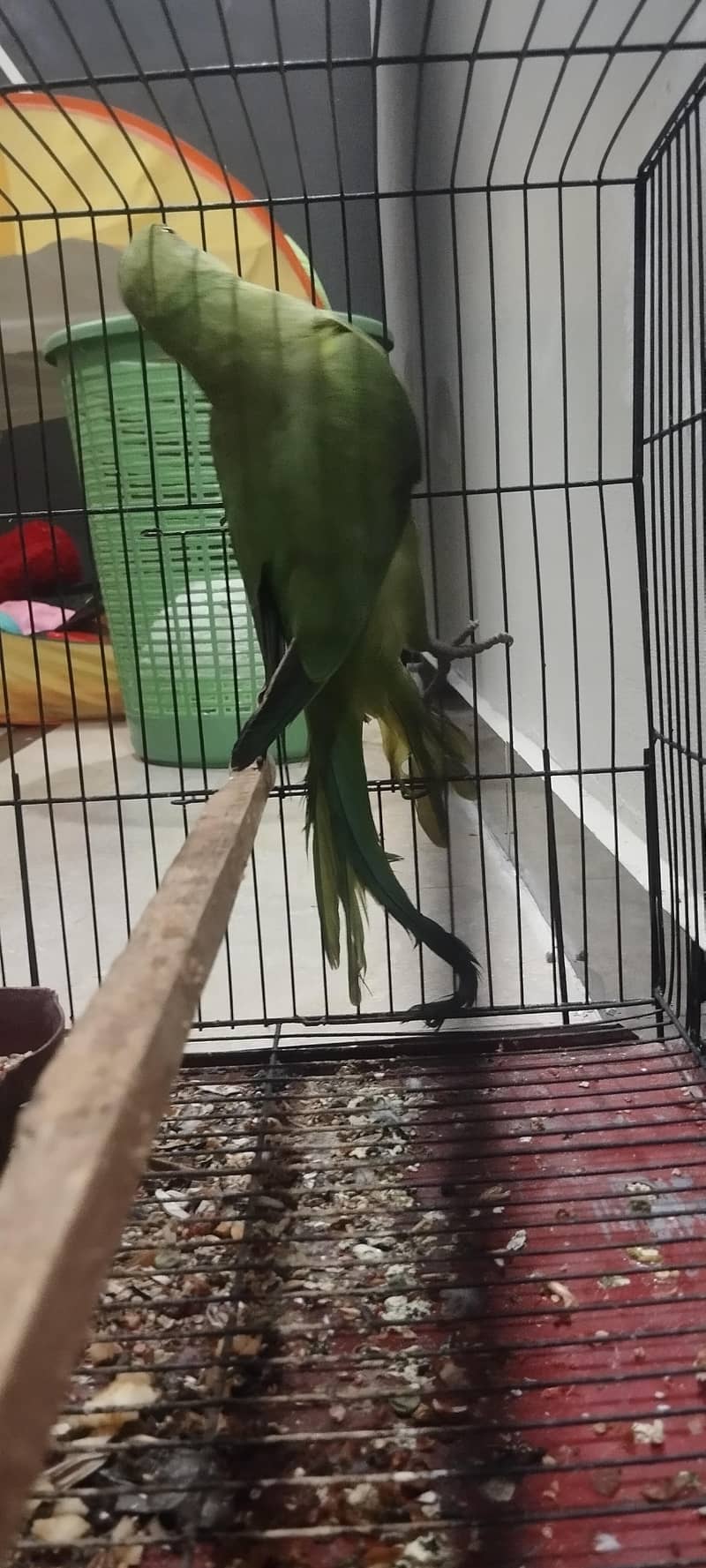 raw parrot 1
