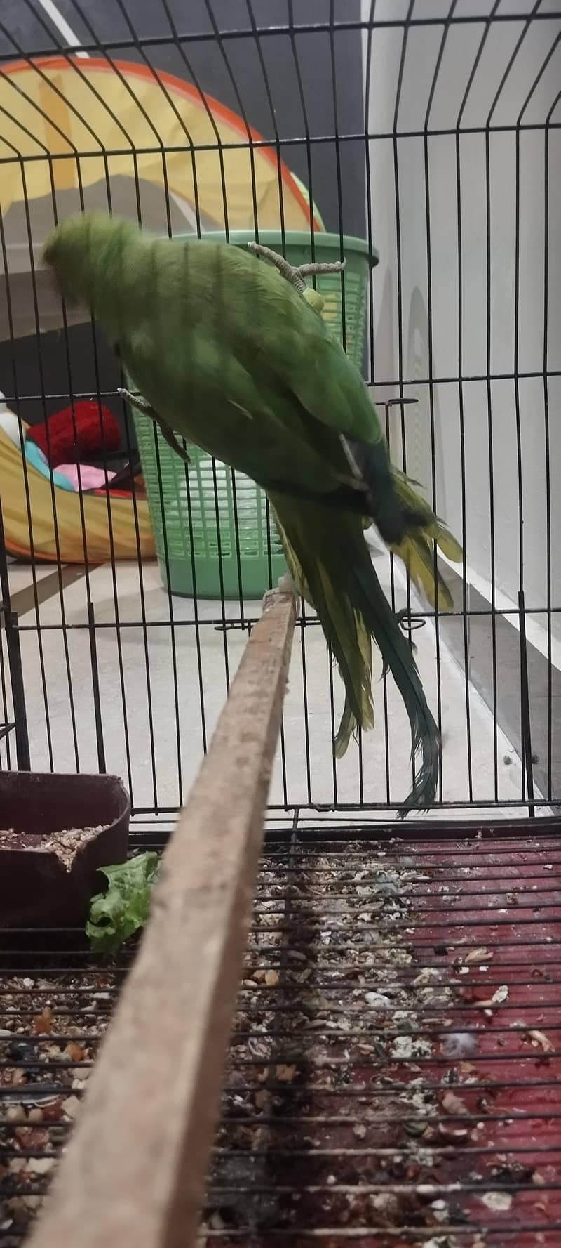 raw parrot 2