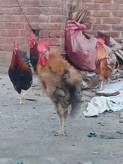 Price final hai