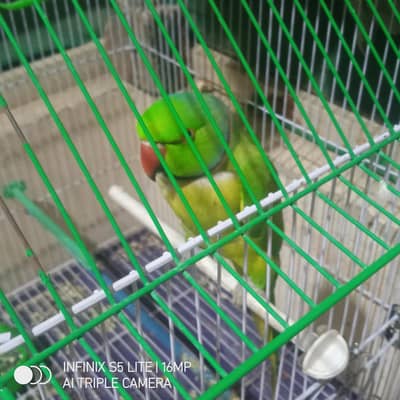 face to face talking pair green ringneck available hand tamed h