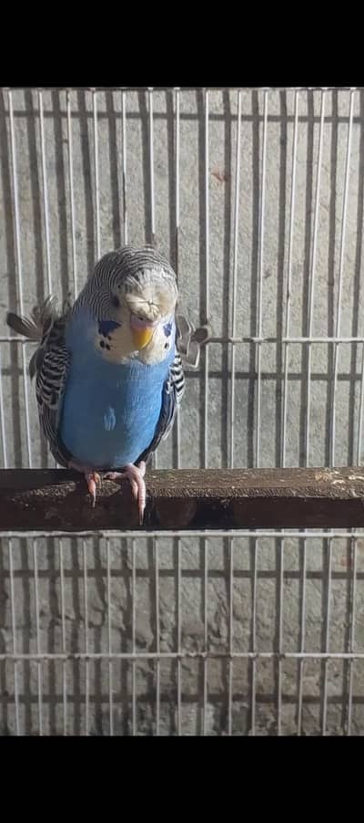nice Bird