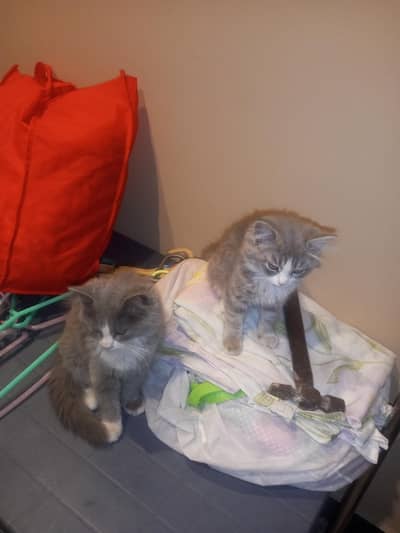 Kittens for sale both are females.