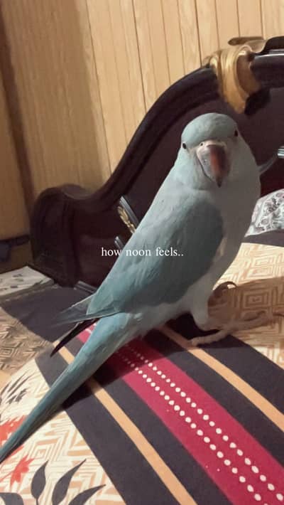 Blue ringneck talking parrot
