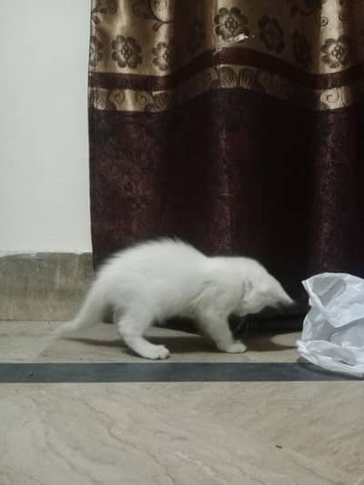 Persian cat kitten