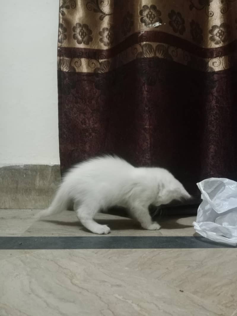 Persian cat kitten - Cats - 1121058789