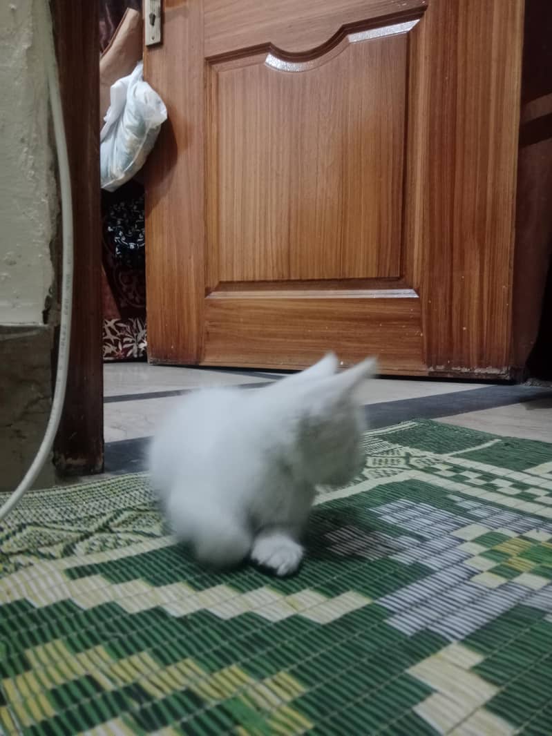 Persian cat kitten - Cats - 1121058789
