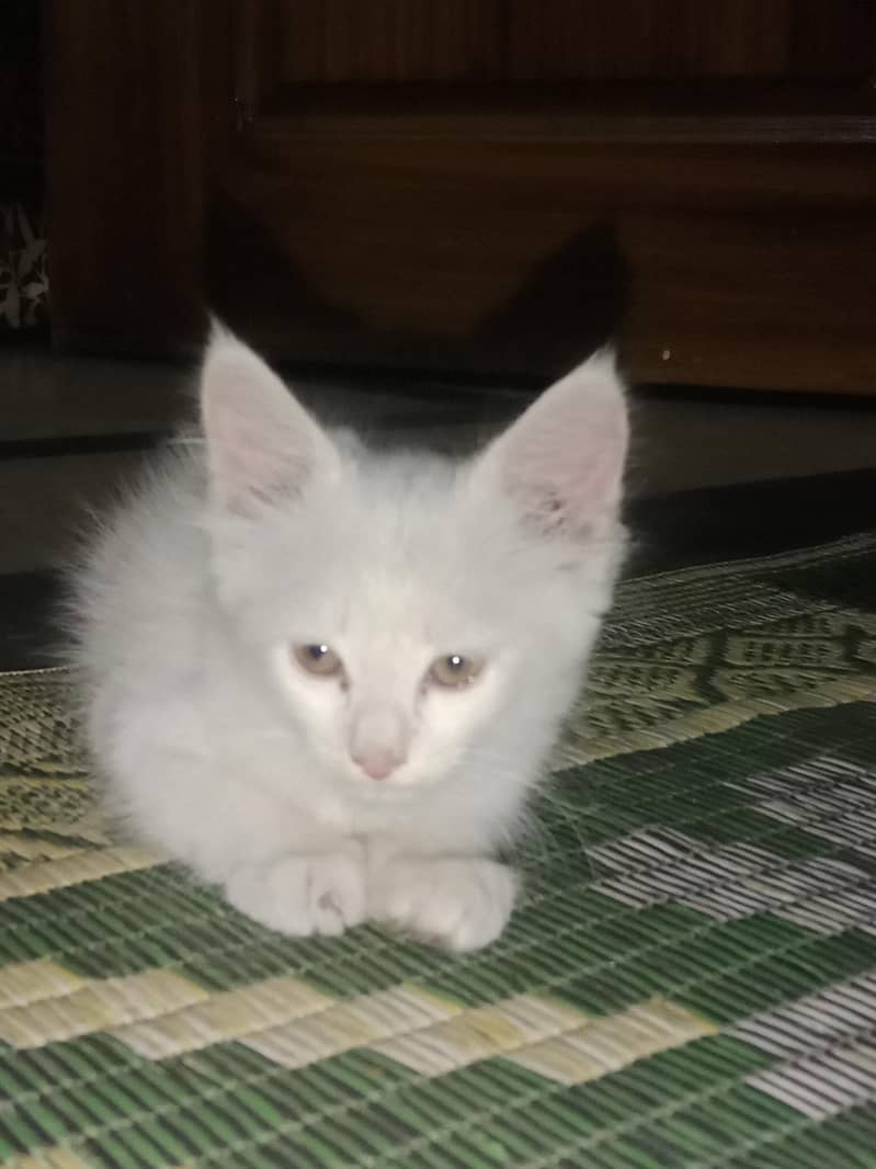 Persian cat kitten - Cats - 1121058789