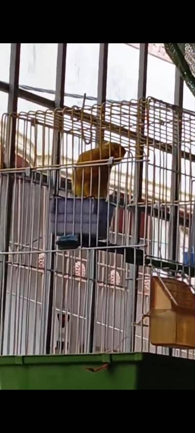 Imported Canary