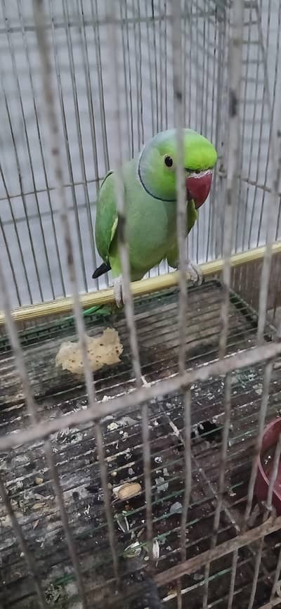 Ringnack wide cage
