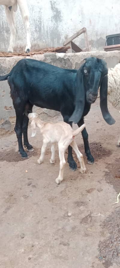 )anjab beetal bakri for sale with Bacha female
