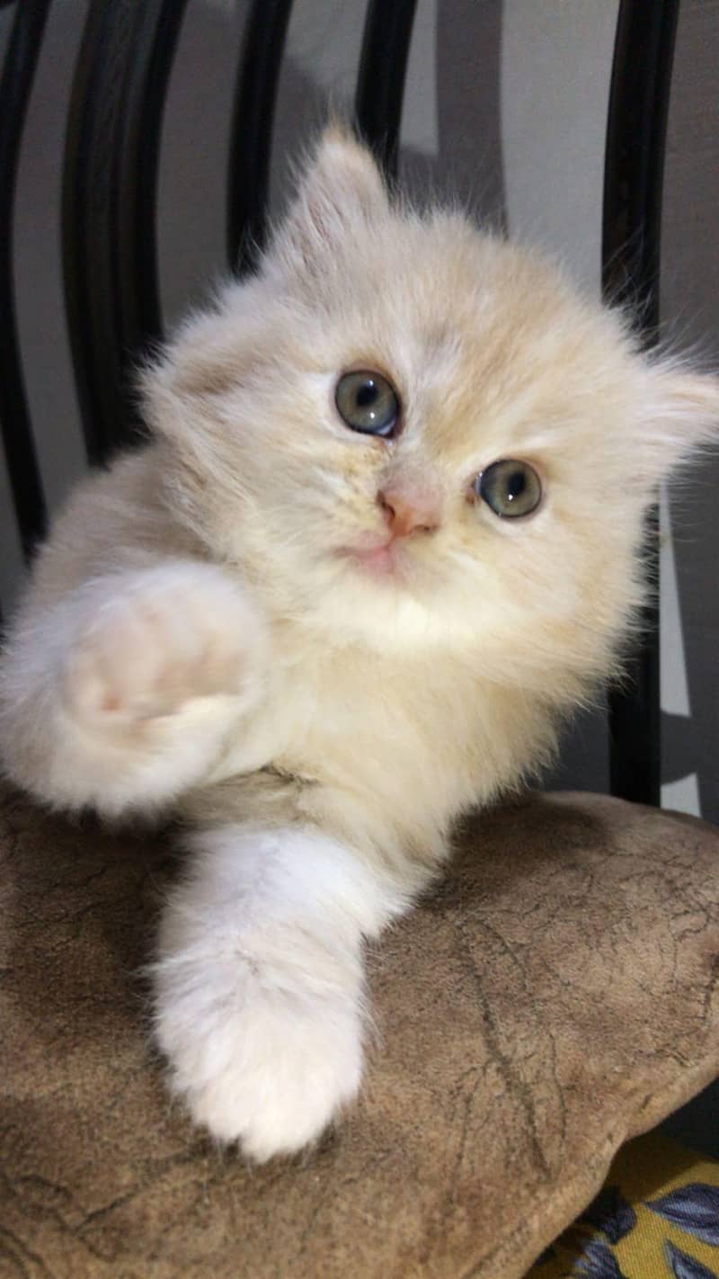 Long Coat Persian Male Kitten - Cats - 1121059298
