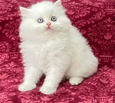 Persian cat for sale 2 month Age