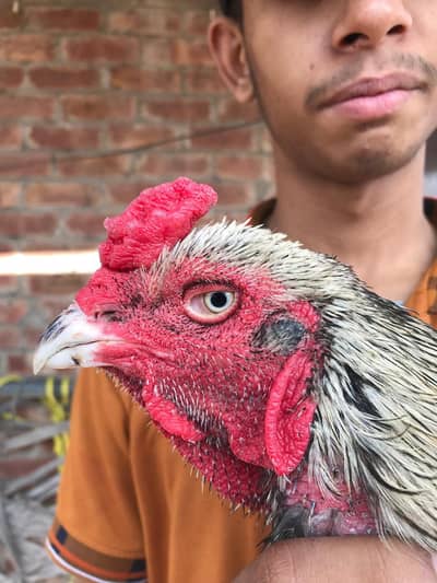 shamo+ Pakistani murga
