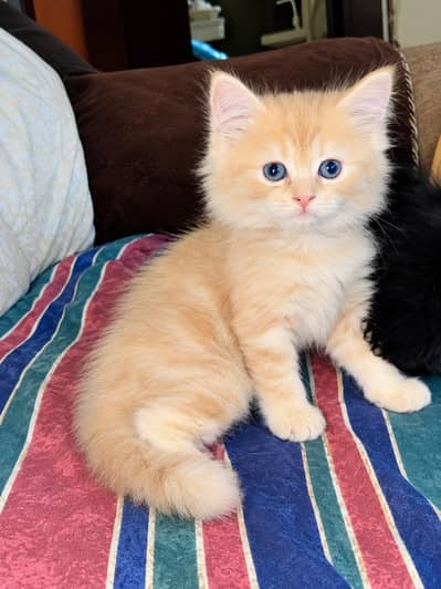 cat family for sale