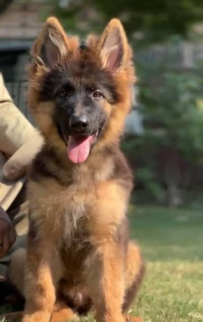 German shepherd pedigree pair