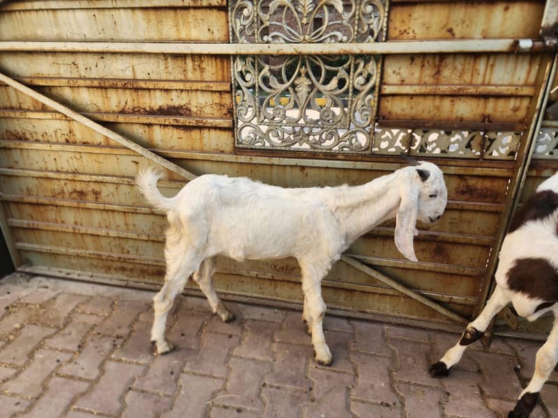 ranjpuri bakra 2
