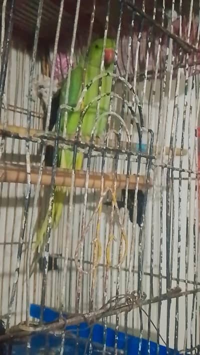 Breeder green ringneck parrot male