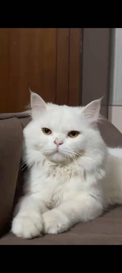 Persian Cat for Sale