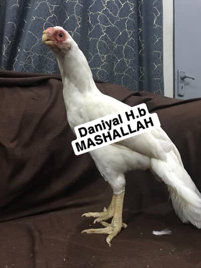 Indian parrot beak female long tail high quality