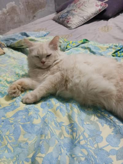 Persian cat available