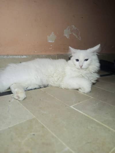 Pretty & Fluffy Cat Available