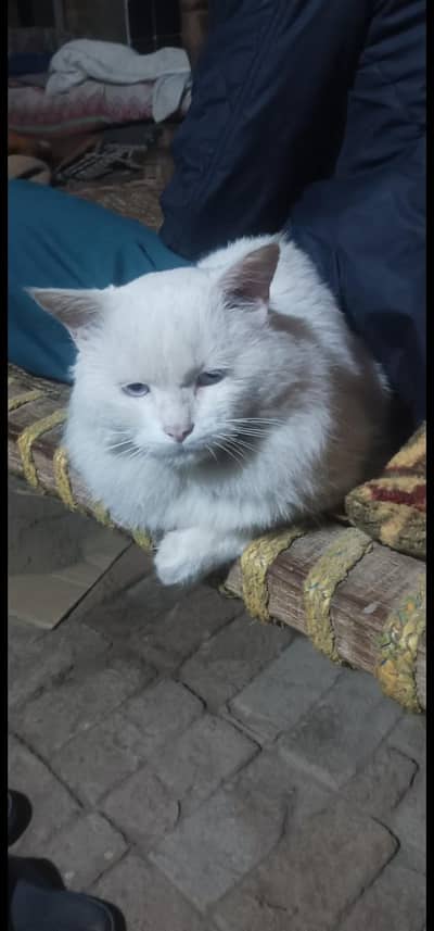 male cat