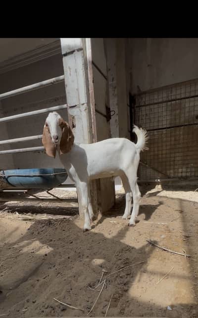 Bakra male.