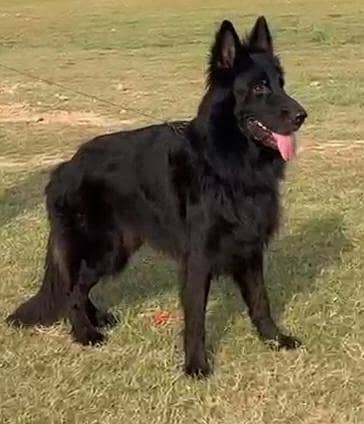 Garman shaft long Cort pink padigree confirm stud male