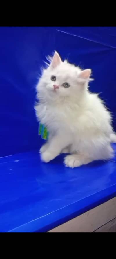 Persian kittens for sale