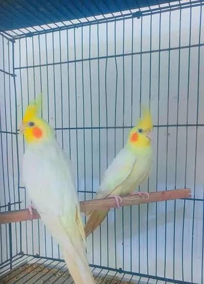 Cream Cocktailst & Split Parblue Palefellow birds MASHALLAH