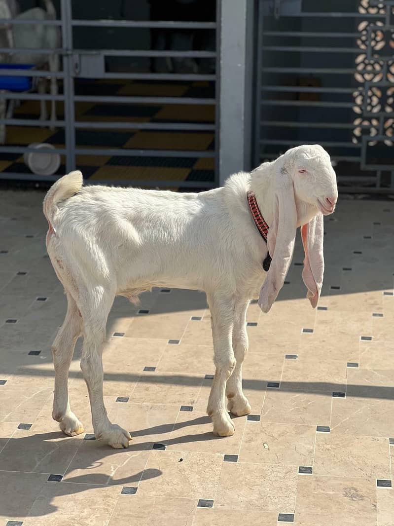 GULABI BAKRA 0