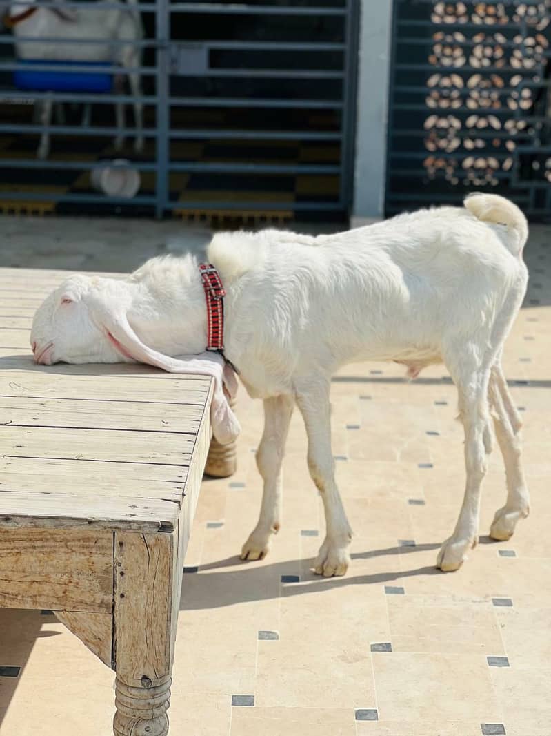 GULABI BAKRA 1