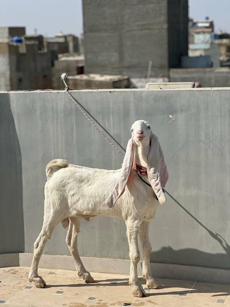 GULABI BAKRA 5