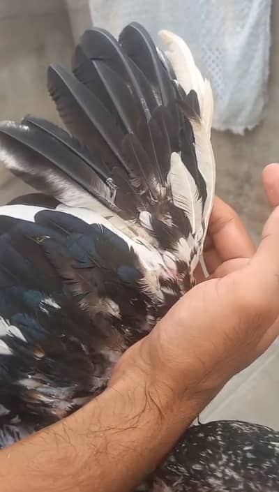kamalia aseel patha or pathi for sell