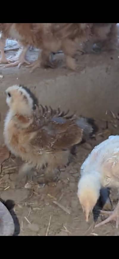 Frizzle,Silki,Brahman and aseel chicks available