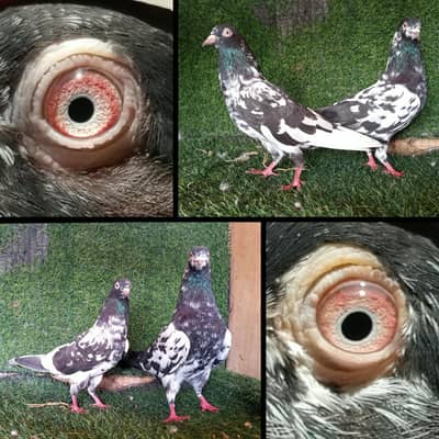 zaak pigeon ,lakhy pigeon . 9 pair. 1400per pic . . 03201447384
