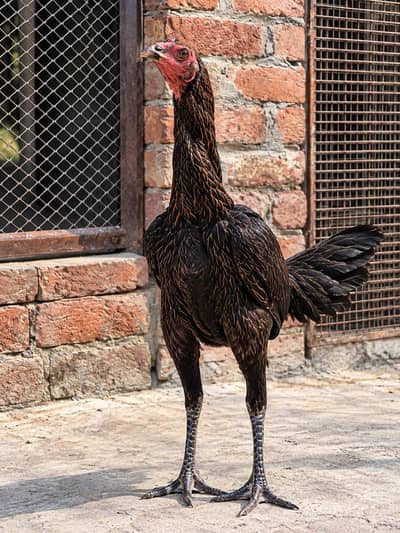 Imported madi ready to breed pokaye