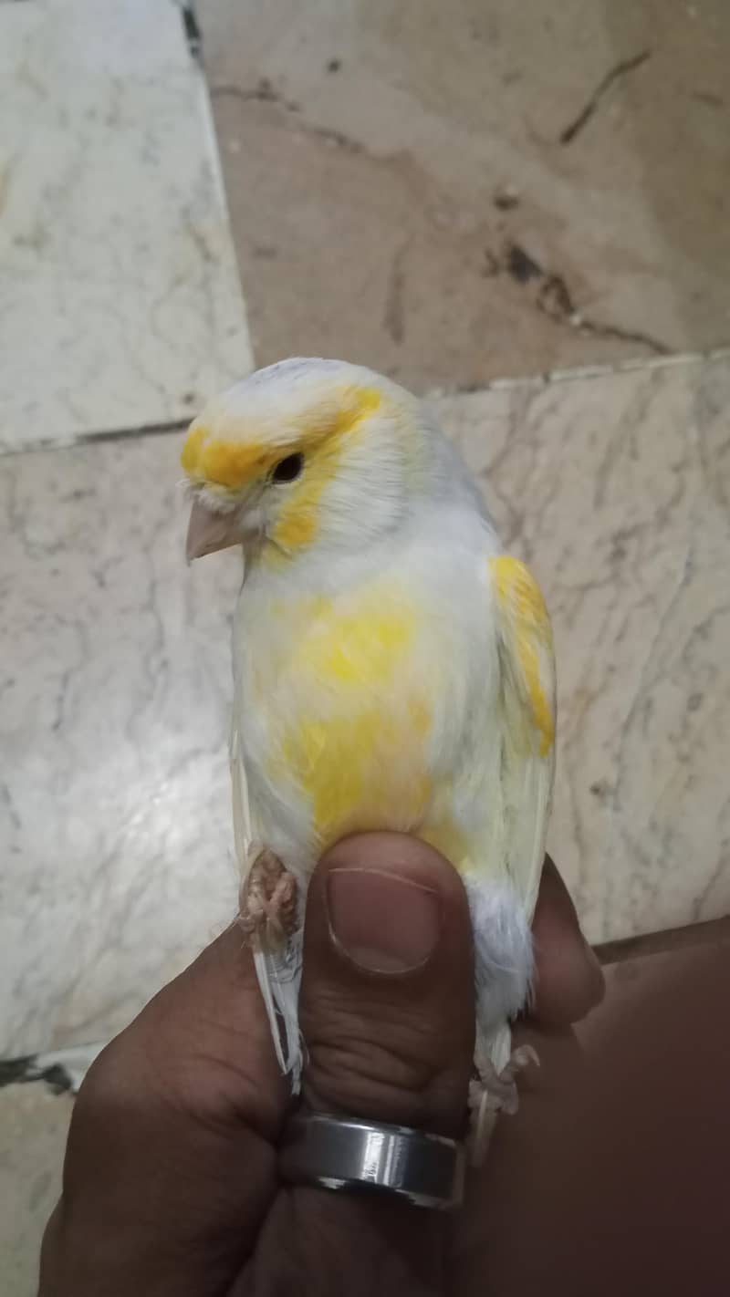 singing canary 0