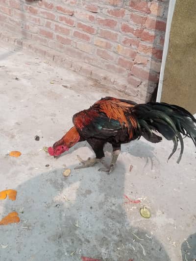 Aseel Breed Hatching Eggs for Sale