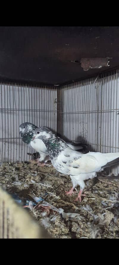 kabli for sell