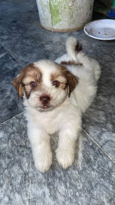 Beautiful puppy male female  available in Hyderabad
